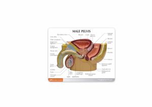 Macho pelvis para prostata